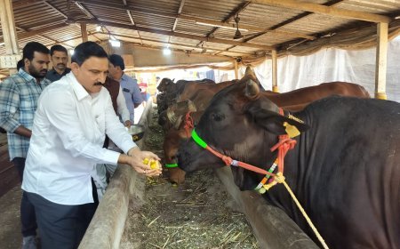 ఎమ్మెల్యే సుజనా చౌదరి గోసేవ