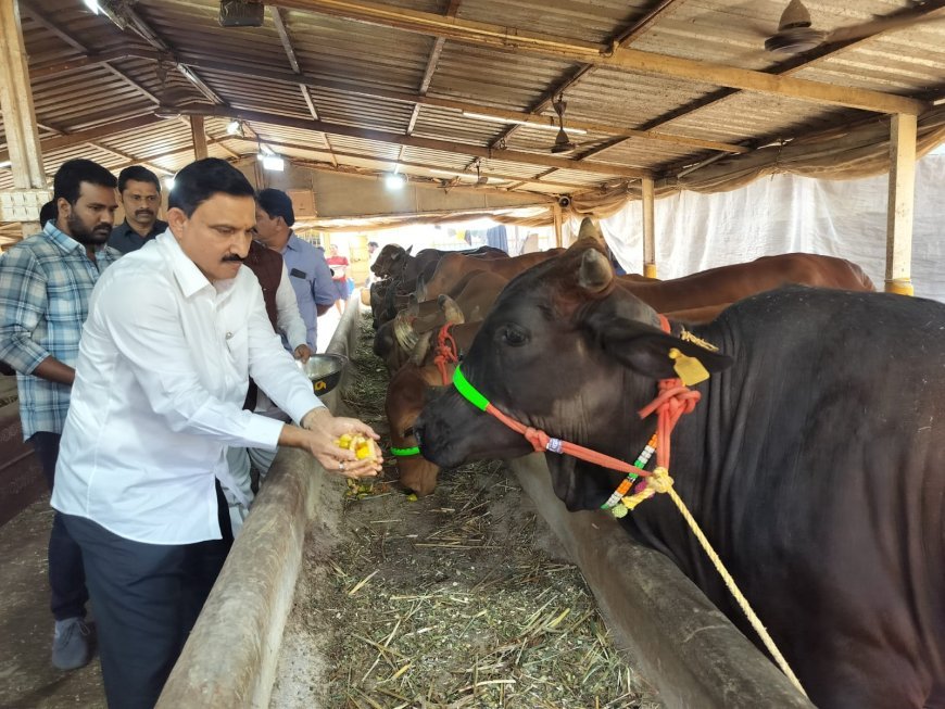 ఎమ్మెల్యే సుజనా చౌదరి గోసేవ