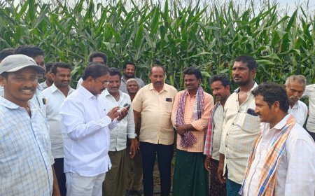 మొక్కజొన్న రైతులకు దన్నుగా ప్రభుత్వం