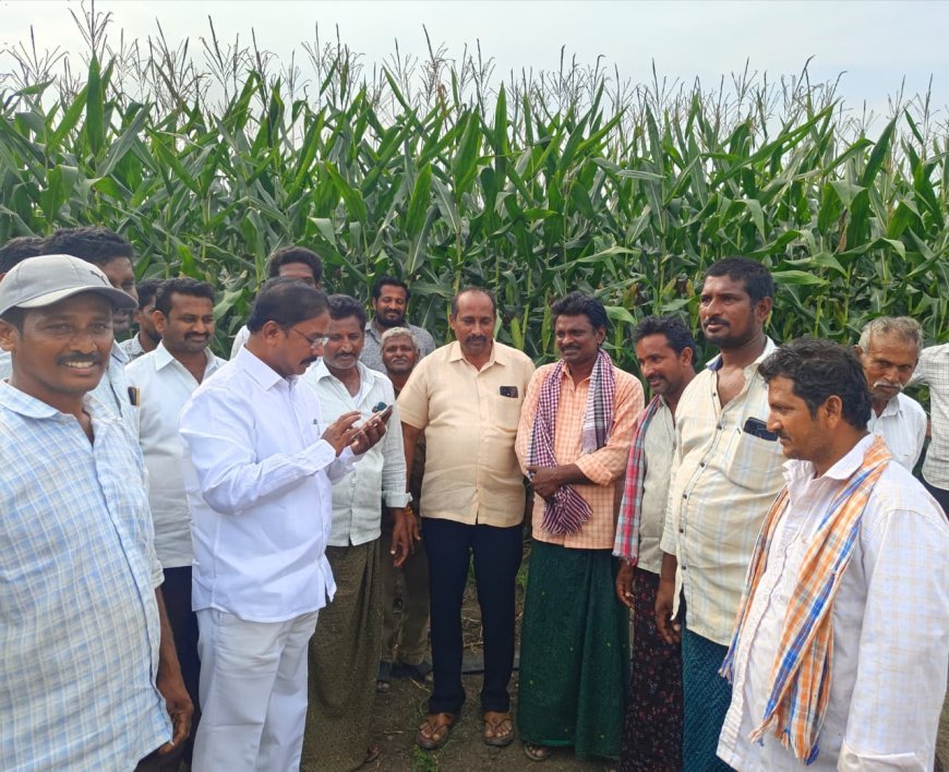 మొక్కజొన్న రైతులకు దన్నుగా ప్రభుత్వం