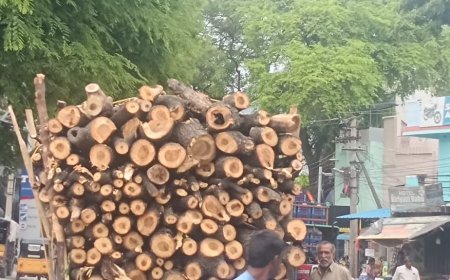 యతేచ్చగా కలప అక్రమ రవాణా